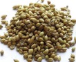 Coriandolo